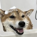 뽀송뽀송애견놀이방 이미지