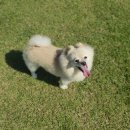 개들랜드 이미지