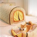 애견스토리 이미지