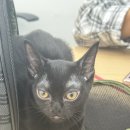 밝은동물병원 | 고양이 턱 붓기, 알레르기인 줄 알았는데 농양이었다-탄이 동물병원 후기