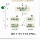 [10/27]_통합모의고사반_B01 _ 혈액응고기전 이미지