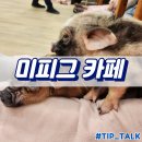 미카페(mi cafe) | 삿포로 미피그 카페 mipig cafe 내돈내산 후기