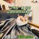 캣 미용실 이미지