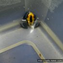 Dendrobates Tinctorious Cobalt Froglet~ 이미지