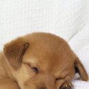 예쁜강아지 이미지