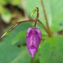 민주지산자연휴양림 이미지