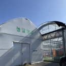용인 딸기농장 딸기체험 농장을담다 6살,14개월 아이랑 딸기농장에서 딸기따기 체험