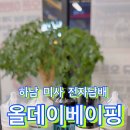 올데이베이핑