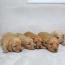 화이트 퍼피 켄넬 이미지