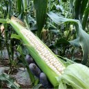 양달농장 이미지