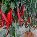 한근농장 이미지