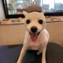 아임독 애견샵 이미지