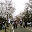 전국 벚꽃축제 일정 이미지