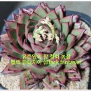 판타지아(FANTASIA) 이미지