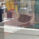 대구 고양이 미용 밀꼬냥 이미지