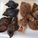 주문진식당 이미지