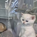 미앤유펫 강아지 고양이 원주점 이미지