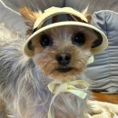 도그아이 이미지