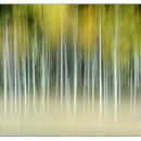 1234피시 이미지