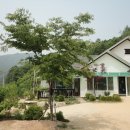 느티나무 Daum카페