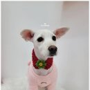 오도DOG 펫살롱 네이버블로그