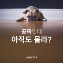 라이크스타
