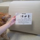 펫스페이스 | [코글로 스페이스] 고양이 터널 숨숨 터널 삼각 등받이 쿠션 사용 후기(반려동물과 집사가 함께 편한...