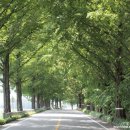 순창 메타세콰이어길 이미지