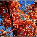 배내골산장 이미지