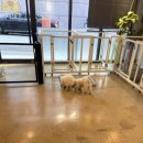 펫밀리쌀롱 이미지