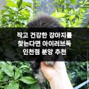 아이러브 독 이미지