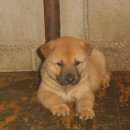 진도약초 이미지