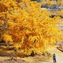 밤나무축산 | “붉은 단풍보다 황금빛!” 500년 은행나무로 물든 보령 청라은행마을, 황금빛 가을 절정