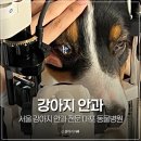 개명동물병원 | 서울 강아지 안과 전문 마포 동물병원 백내장 검진 후기