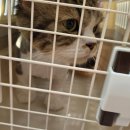 영블리 펫살롱 이미지