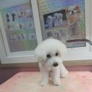 the 굿 dog 네이버블로그