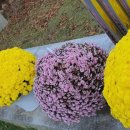 전주 새솔유치원 이미지