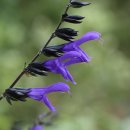 가을의 꽃ㅡ투구꽃/설악초 외 이미지