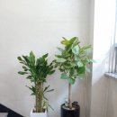 부산안마지압원 이미지