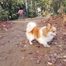 BALBARI(발바리) 이미지