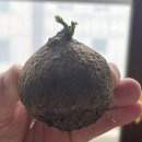 명진산업 | 반추