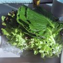 어촌횟집 | 서오릉 맛집 포장 횟집 어촌 활어회 내돈내산 후기 (가성비 미쳤다)