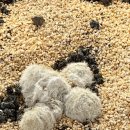 농업기술센터 서부상담소 | 제주 서쪽 여행 | 데이지 꽃밭 제주 서부농업기술센터, 금오름