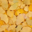 나무와 숲 이미지