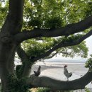 메아리 펜션 | 🚗 충남 태안 안면도 감성 숙소 추천 – 나문재 펜션에서의 힐링 여행 후기