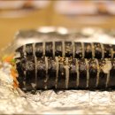인생김밥 이미지