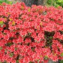 기세곡천 이미지