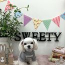 스위티독 이미지