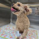 용문조아동물병원 | [용문조아동물병원]강아지 스케일링 및 발치-(양평, 용문, 여주, 홍천, 청운, 지평, 단월, 양동)