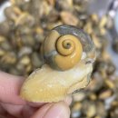 래아수산 이미지